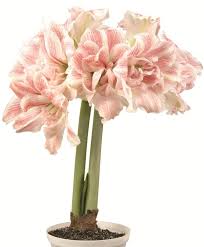 Amaryllis First Love Christmas Flowering Double Amaryllis Amaryllis Fall 2015 Flower Bulbs Amaryllis Plant Amaryllis Flowers Bulb Flowers