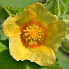 Image result for Sida cordifolia