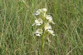 Image result for Phragmanthera edouardii