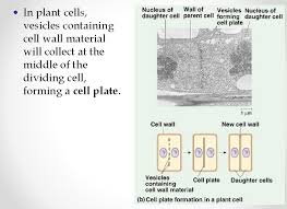 We did not find results for: Cell Cycle And Division Of A Cancer Cell