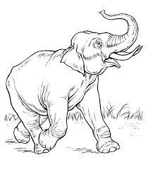 It's better to draw animals in their natural surroundings to make your drawing appear more believable. Animal Outline Coloring Home