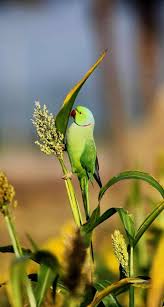 Cute Nature Birds Pet Birds Parrot