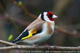 Finken Steckbrief Grosse Gewicht Alter Nahrung Feinde Vogel Im Garten Niedliche Vogel Vogel Als Haustiere
