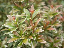 Image result for Pieris japonský little heath obrázek