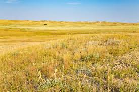 There are wild grasses, and less trees. The Largest National Grasslands In The United States Worldatlas
