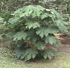 Image result for Firmiana