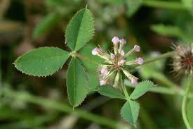 Image result for Trifolium
