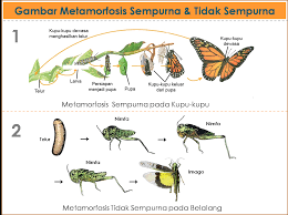 Metamorfosis sempurna biasanya ditandai dengan empat tahap tumbuh kembang seekor hewan. Pertumbuhan Dan Perkembangan Pada Hewan Dan Manusia Karedok Net