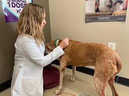 Family vet is a small animal hospital in danville, va also serving south boston, va, martinsville, va and reidsville, nc. About Integrative Veterinary Care Hendricks County In Mobile Vet