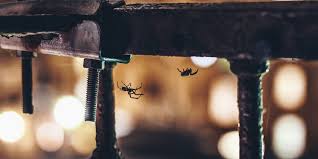 Plus Il Y A D Araignees Chez Vous Plus C Est Propre Les Frontaliers