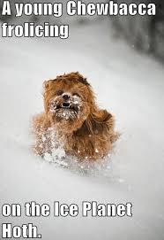 Chewie Star Wars Humor Funny Star Wars Pictures Star Wars Memes