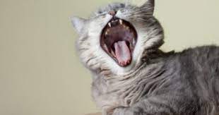 Kedilerde Goz Nezlesi Kedi Forum Kedi Sagligi