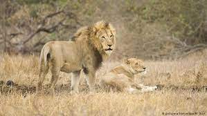 They are the largest cats on the african continent. South Africa 14 Lions On The Loose Near Kruger National Park News Dw 07 06 2019