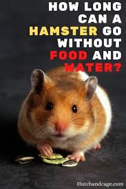 How Long Can A Hamster Go Without Food And Water Hamster Food Hamster Syrian Hamster
