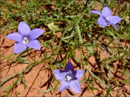 Image result for Wahlenbergia