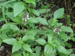 Image result for Ocimum labiatum
