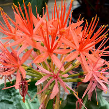 Image result for Scadoxus pole-evansii
