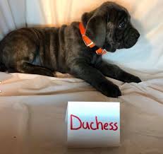 Check out our akc page listed above or on facebook listed below. Female Duchese Female Cane Corso Mastiff Puppy For Sale Purebred Mastiff Puppies For Sale
