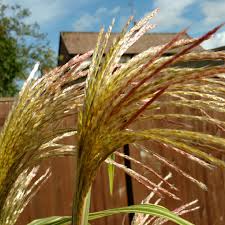 Just like pennisetum purpureum, arundo donax and saccharum ravennae, it is also called elephant grass. Miscanthus X Giganteus Elephant Grass In Gardentags Plant Encyclopedia