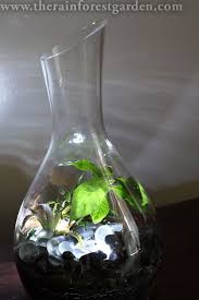 The Rainforest Garden How To Make A Glowing Terrarium Terrarium Terrarium Jar Plants In Jars