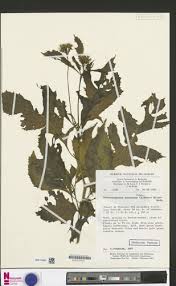 Image result for Crassocephalum montuosum