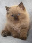 Available Ragdoll Kittens For Sale. Mink and Sepia Ragdolls