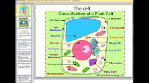 Check spelling or type a new query. Crossection Of Plant Cell Youtube