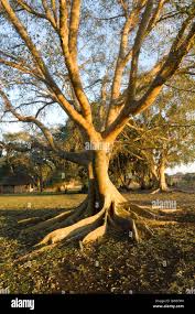 Image result for Ficus sycomorus