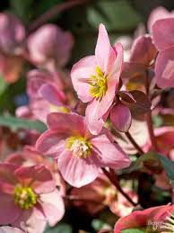 Check spelling or type a new query. These 19 Power Perennials Thrive Every Year No Matter What Flowers Perennials Shade Perennials Spring Flowering Bulbs