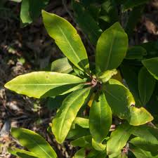 Image result for Rapanea melanophloeos