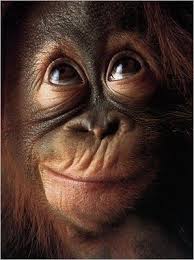 Funny Monkeys Pictures Monkey Pictures Photos Fotos Engracadas De Macacos Animais Bonitos Animais Bebes Mais Fofos