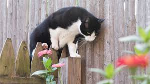 How To Keep Stray Cats Out Of Your Yard Safely