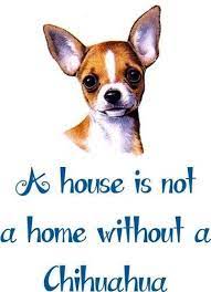 Pin By Kate Mck On Chihuahua Chihuahua Cute Chihuahua Chihuahua Love