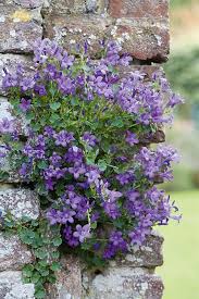 Image result for Pimpinella ledermannii