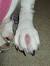 Interdigital Cyst Dog