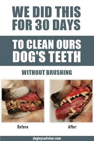How To Keep A Dog S Teeth Clean Without Brushing In 2020 Dog Teeth Cleaning Brushing Dogs Teeth Dog Teeth