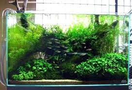 Posts About Europe On Aquatics Sukapura Aquascape Aquarium Aquascape Nature Aquarium
