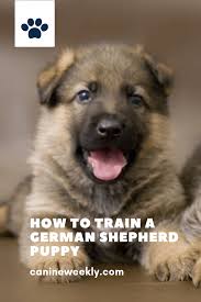 German Shepherds Are Considered Guard Dog Breeds And Useful For Search And Rescue Operations German Shepherd Puppies German Shepherd Training Shepherd Puppies