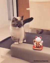 Seni Gidi Sevimli Yavrukedi Kediler Tatlikedi Hayvanlaralemi Yaramaz Sevimli Kedi Yavrulari Sevimli Kediler Evcil Hayvan Urunleri