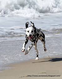 How Fast Can Dalmatian Run Annie Many Dalmatian Dogs Stop Dog Barking Dog Breeds