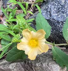 Image result for Sida acuta