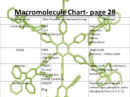 Macromolecules Biology Carbons Unique Bonding Properties