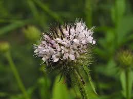 Image result for Dipsacus pinnatifidus