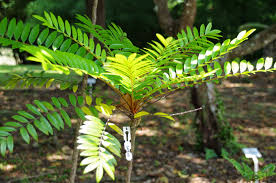 Merupakan bunga yang paling terkenal dengan bentuknya yang sangat besar. Sains Tahun 4 5 6 Kssr Tahun 6 Haiwan Dan Tumbuhan Yang Diancam Kepupusan