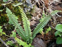 Image result for Stomatanthes sp.no.1