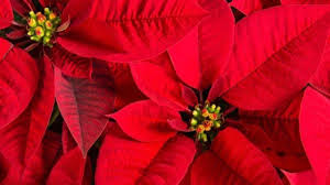 Si hace unos años la celebración de esta fiesta solo se notaba en muy mono el centro, me lo llevo para hacer con niños en pascua.bss lora. Variedades Y Colores De La Flor De Pascua Canalhogar