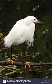 Download This Stock Image Snowy Egret Egretta Thula Em1xjx From Alamy S Library Of Millions Of High Resolution Stock Photo Stock Photos Photo Stock Images