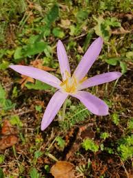 Image result for Colchicaceae