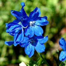 Image result for Delphinium leroyi
