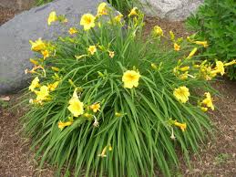 Simply brushing by the plant, then. Daylily Is Toxic To Cats Pet Poison Helpline